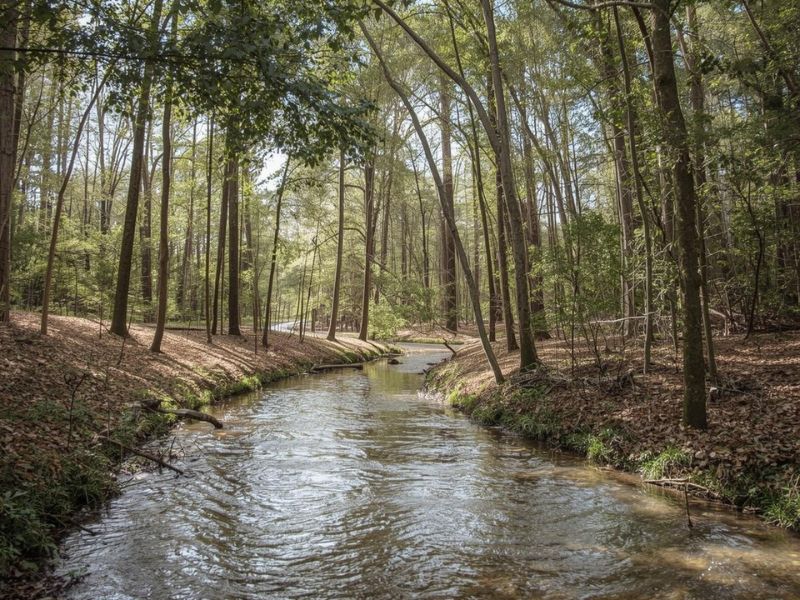 Water flowing through a wooded area